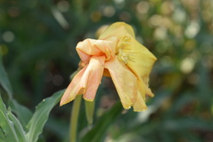Oenothera affinis