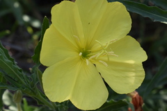Oenothera affinis