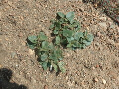 Alternanthera pungens