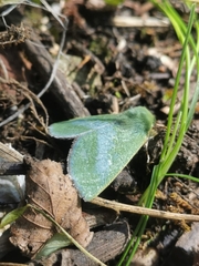 Jochroa chlorogastra