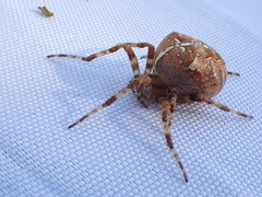 Araneus diadematus