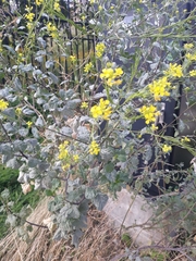 Rhamphospermum nigrum