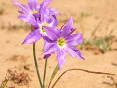 Leucocoryne coquimbensis