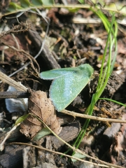 Jochroa chlorogastra