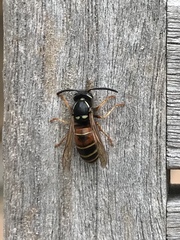 Vespula rufa