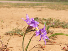 Leucocoryne coquimbensis