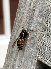 Vespula rufa