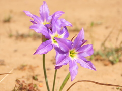 Leucocoryne coquimbensis