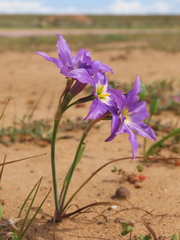 Leucocoryne coquimbensis