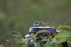 Zosterops mauritianus