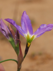 Leucocoryne coquimbensis