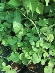 Centella