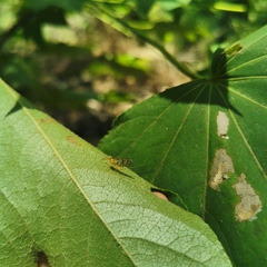 Regulaneuria cingulata