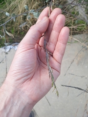 Rhamphospermum nigrum