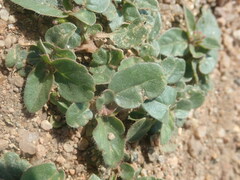 Alternanthera pungens