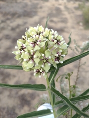 Asclepias asperula