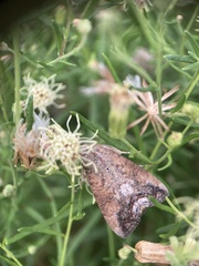 Hypena scabra