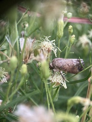 Hypena scabra