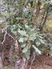 Quercus faginea