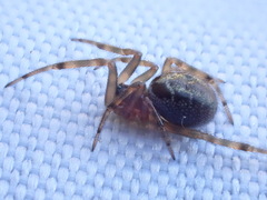 Steatoda nobilis
