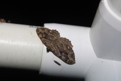 Rheumaptera meadii