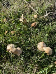 Clitocybe rivulosa