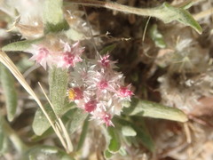 Helichrysum candolleanum