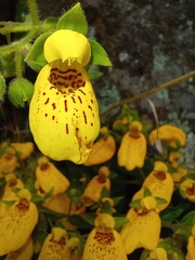 Calceolaria crenatiflora