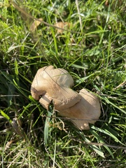 Clitocybe rivulosa