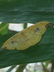 Tridrepana fulvata
