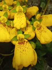 Calceolaria crenatiflora
