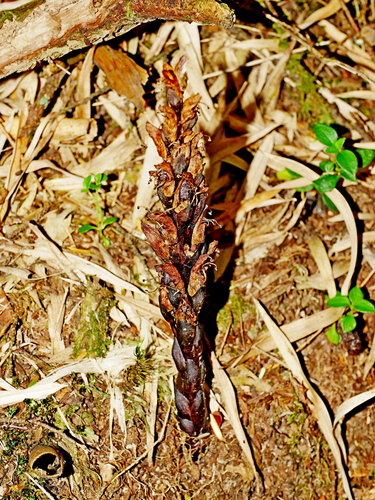 Image of Xylanche himalaica by (c) Jacy Chen, some rights reserved (CC BY)