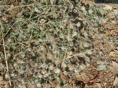 Helichrysum candolleanum