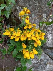 Calceolaria crenatiflora