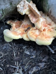 Fungi