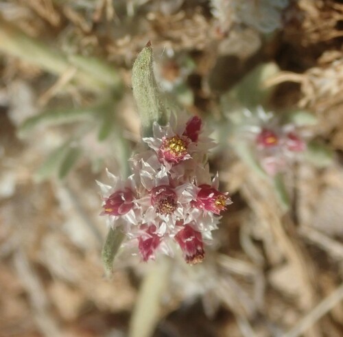 Image of Helichrysum candolleanum by (c) agujaceratops, some rights reserved (CC BY)