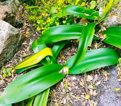 Haemanthus coccineus