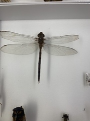 Gynacantha nourlangie