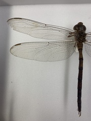 Gynacantha nourlangie