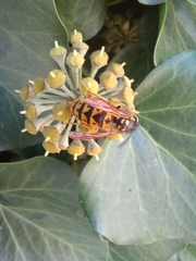 Vespula