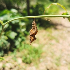 Kaniska canace
