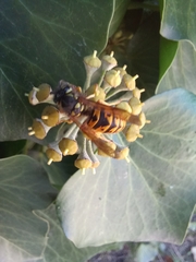 Vespula