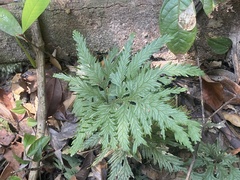 Miconia bullifera
