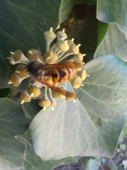 Vespula