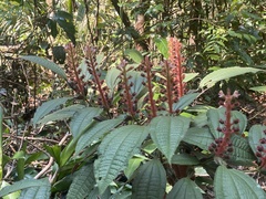 Miconia bullifera