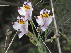 Alstroemeria pulchra