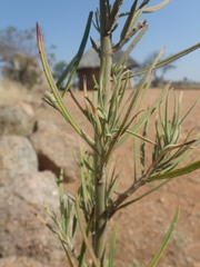Gomphocarpus fruticosus