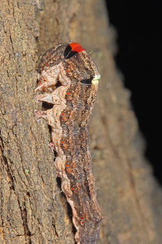 Sundowner moth