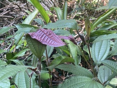 Miconia bullifera