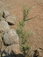 Gomphocarpus fruticosus